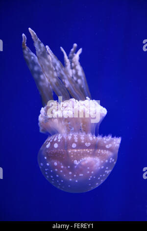 Spotted Jelly against a blue background in Ripleys Aquarium Toronto Stock Photo