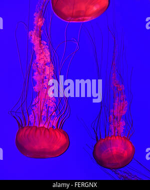 Pacific sea nettles in red light with long stinging tentacles swimming in Ripleys aquarium Toronto Stock Photo