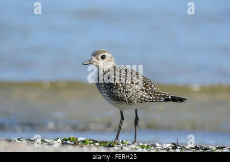 Grey Plover Pluvialis squatarola standing on a beach of the Riga Gulf Stock Photo