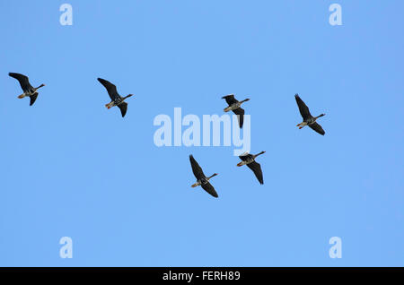 A skein of Greater White-fronted Geese Anser albifrons migrating south in autumn Stock Photo