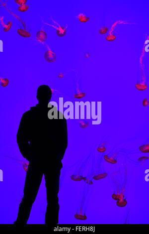 Man looking at a wall of Pacific Sea Nettles in red light swimming in Ripleys Aquarium Toronto