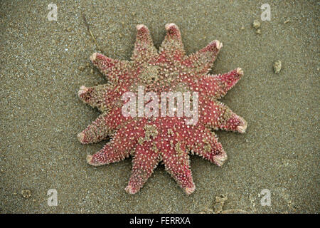 Dead common sunstar starfish, Crossaster papposus, washed up on a sandy Norfolk beach after a storm. Sand as background. Stock Photo