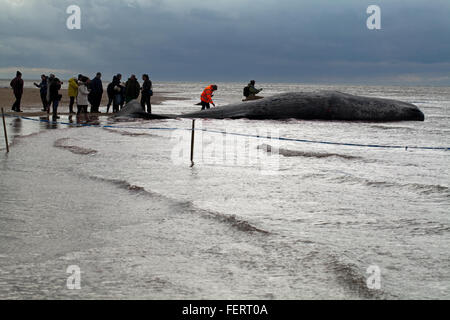 Sperm Whale (Physeter macrocephalus) . Body of a 14 meter long beached animal, Hunstanton, north Norfolk, UK. 5th February 2016. Stock Photo