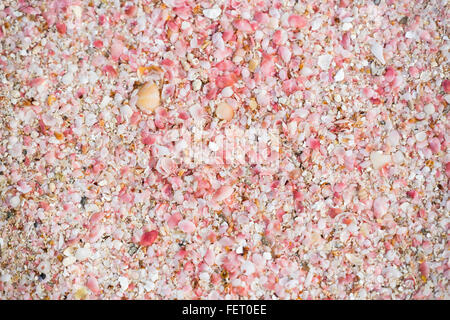 Shells forming pink sand on a beach in the south of Barbuda, Antigua and Barbuda, West Indies Stock Photo