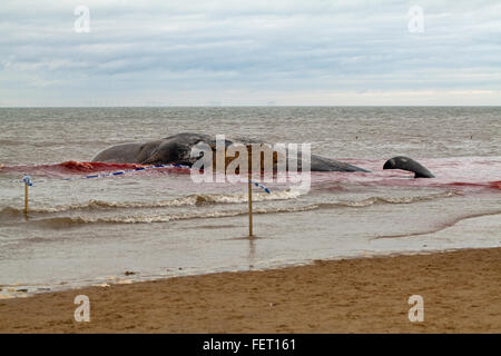 Sperm Whale (Physeter macrocephalus) . Body of a 14 meter long beached animal, Hunstanton, north Norfolk, UK. 5th February 2016. Stock Photo