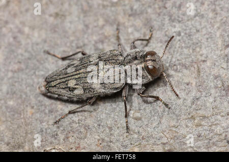 A Metallic Wood-boring Beetle (Chrysobothris femorata species-group) perches on a log. Stock Photo