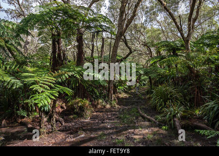 Trail, tropical rainforest, Forêt de Bélouve, Réunion, France Stock Photo
