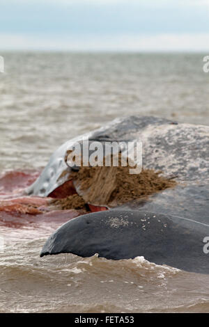 Sperm Whale (Physeter macrocephalus) . Tail fluke end of a 14 meter long beached animal, Hunstanton, north Norfolk, UK. 2016 Stock Photo