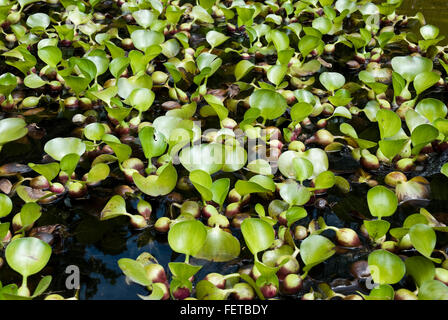 Water Hyacinth leaves in a pond (Eichhornia Crassipes) Stock Photo