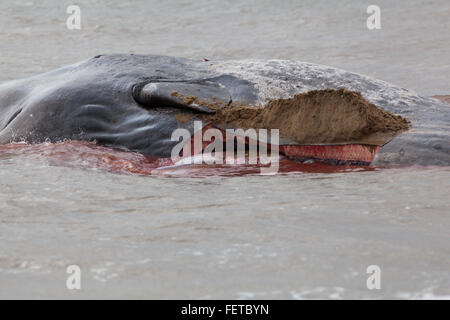 Sperm Whale (Physeter macrocephalus) . Body of a 14 metre long beached animal, Hunstanton, north Norfolk, UK. 5th February 2016. Stock Photo