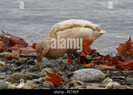 Female mallard duck looking for food on a rocky lakeside beach Stock Photo