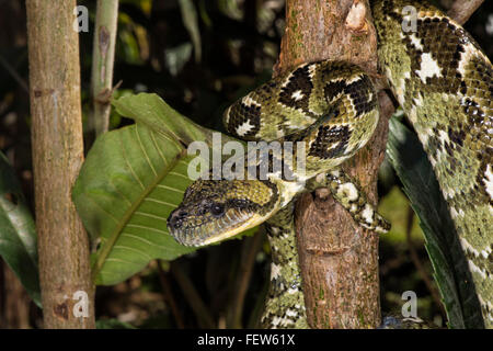 Madagascar tree boa (Sanzinia madagascariensis), Madagascar Stock Photo