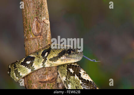 Madagascar tree boa (Sanzinia madagascariensis), Madagascar Stock Photo