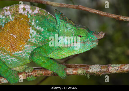 Parson's chameleon (Calumma parsonii), Andasibe-Mantadia National Park, Madagascar Stock Photo