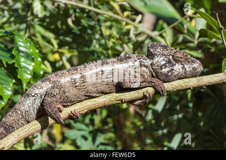 Oustalet's or Malagasy Giant Chameleon (Furcifer oustaleti), Madagascar Stock Photo