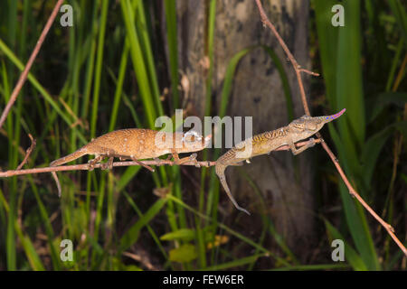 Couple of Blade chameleons (Calumma gallus), Madagascar Stock Photo