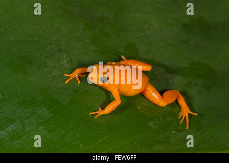 Golden Mantella (Mantella aurantiaca), Madagascar Stock Photo