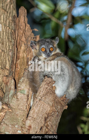 White-footed Sportive Lemur (Lepilemur leucopus) in a tree hole, Berenty nature reserve, Fort Dauphin, Madagascar Stock Photo