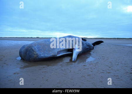 Sperm Whale (Physeter macrocephalus) Stock Photo