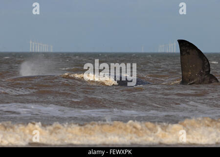 Sperm Whale (Physeter macrocephalus) Stock Photo