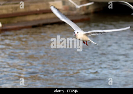 Mew gull in flight Stock Photo