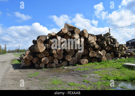 Logs are piled in a heap in front of the sawmill. Raw materials for the wood industry. Stock Photo