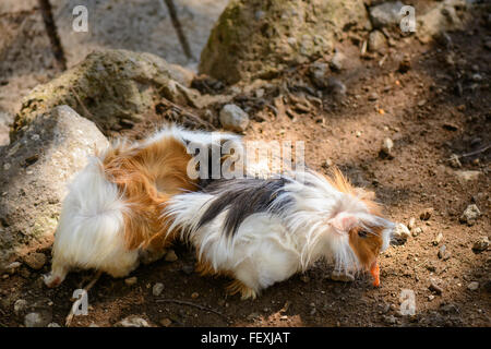 Nice and fluffy guinea pigs playing in a garden Stock Photo