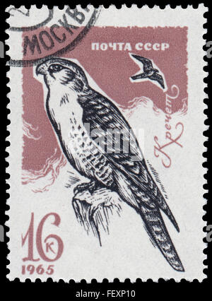 USSR - CIRCA 1965: a stamp printed in the USSR shows Gyrfalcon Stock Photo