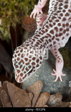 Leopard Gecko: Eublepharis macularius. Controlled specimen in studio Stock Photo