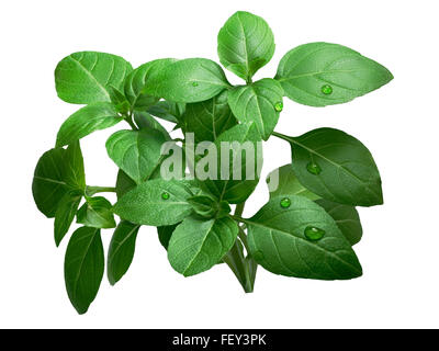 Lemon basil isolated on white. Infinite DOF, clipping path Stock Photo