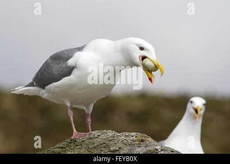 Glaucous-winged gull which eats egg cormorant Stock Photo