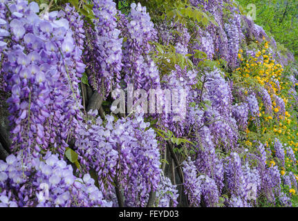 Hanging purple wisteria bunches   flowers in spring