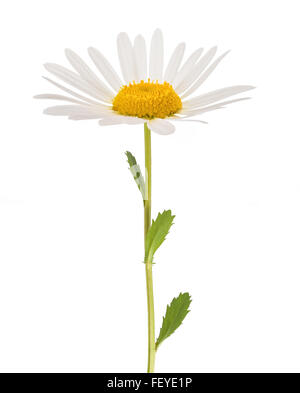 White daisy with stem isolated on white background Stock Photo