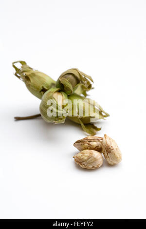 Corylus avellanaa. Fresh cobnuts on a white background, Stock Photo