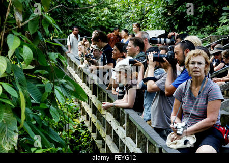 Tourists watch the feeding of Oran-utans at the Sepilok rehabilitation centre, Borneo, Malaysia Stock Photo