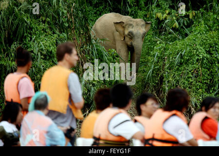 Tourists watch Pygmy Elephants on  the  Kinabatangan river   in Sabah, Malaysian Borneo.   Picture - David Stock Photo