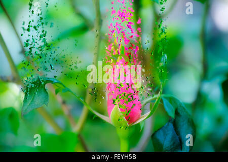 Digitally manipulated exploding red Rose bud Stock Photo - Alamy