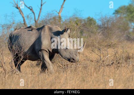 White rhinoceros (Ceratotherium simum), adult male with two Red-billed Oxpeckers on its back, Kruger National Park, South Africa Stock Photo