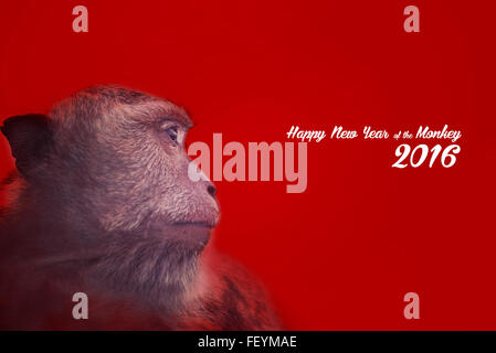 Chinese new year of the monkey design with wild ape photography and text, red color background. Stock Photo