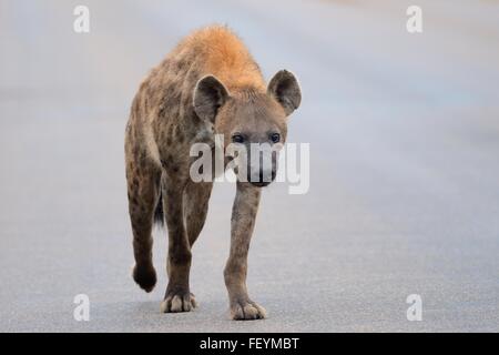 Spotted Hyena (Crocuta crocuta), walking on a tarred road, early in the morning, Kruger National Park, South Africa, Africa Stock Photo