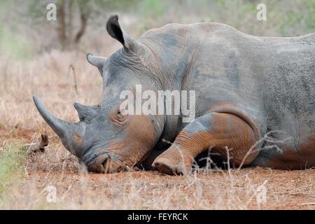 White rhinoceros (Ceratotherium simum), lying down, asleep, covered in flies, Kruger National Park, South Africa, Africa Stock Photo