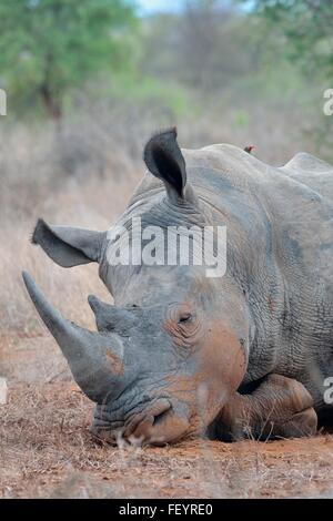 White rhinoceros (Ceratotherium simum), lying down, sleeping, with Red-billed Oxpecker on its back,Kruger NP,South Africa,Africa Stock Photo