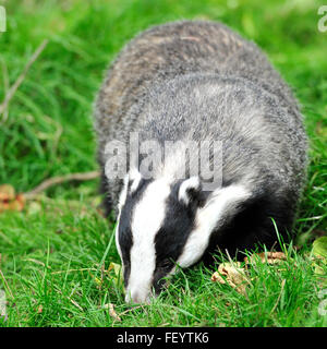 european badger Stock Photo