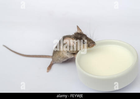 Wild baby mouse drinking milk on white background Stock Photo