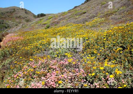 wild flower fields of big sur Stock Photo