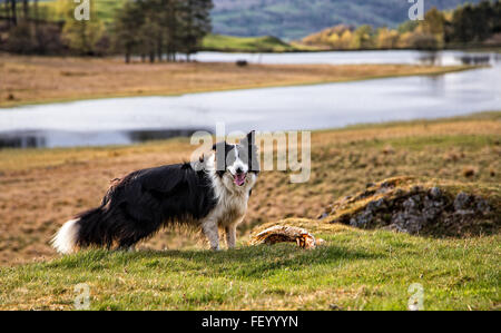 A Border Collie dog in the Lake District Stock Photo