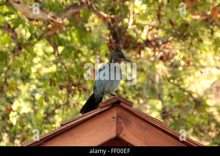 BLUE JAY Stock Photo