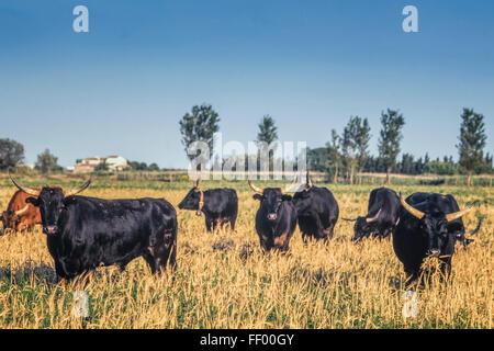 Bulls in Camargue, France, Europe Stock Photo