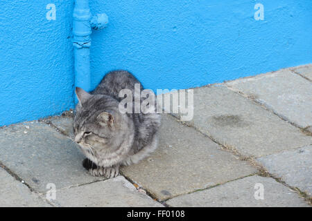 Cat in the Burano island, Italy Stock Photo