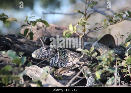 Monitor lizard looking slyly a camera in the undergrowth in front of a river Stock Photo